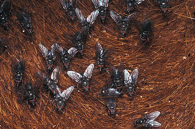 Ruồi sừng (Haematobia irritans) bám dày trên lưng bò