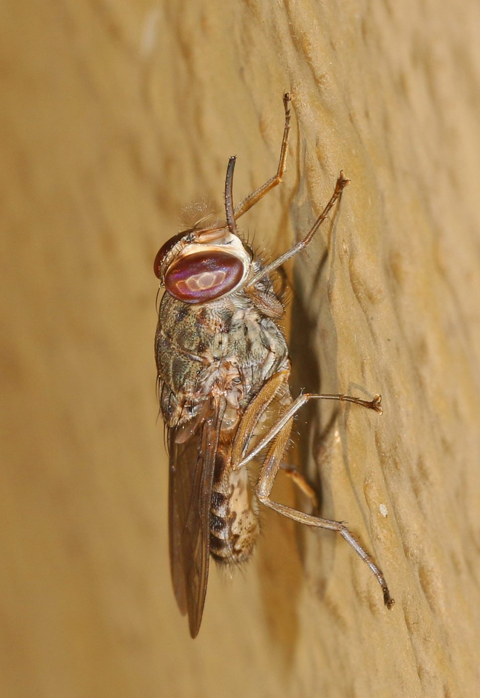 Ruồi xê xê (Glossina) ở Vườn quốc gia Gorongosa, Mozambique