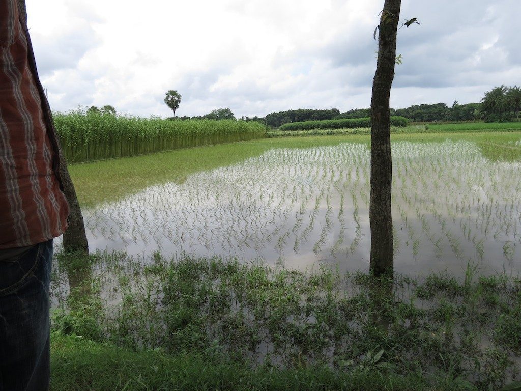 Ruộng lúa