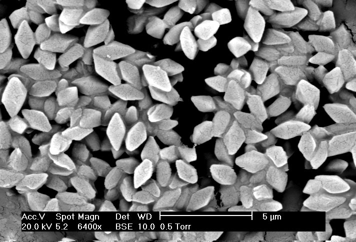 Tinh thể độc tố của vi khuẩn Bacillus thuringiensis (serovar morrisoni) dưới kính hiển vi điện tử