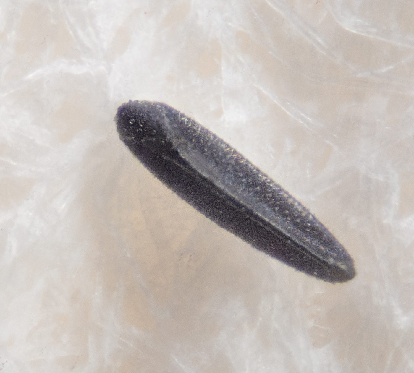 Trứng muỗi Aedes aegypti phóng đại