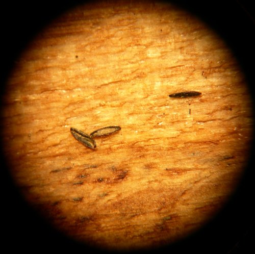 Trứng Aedes albopictus khô