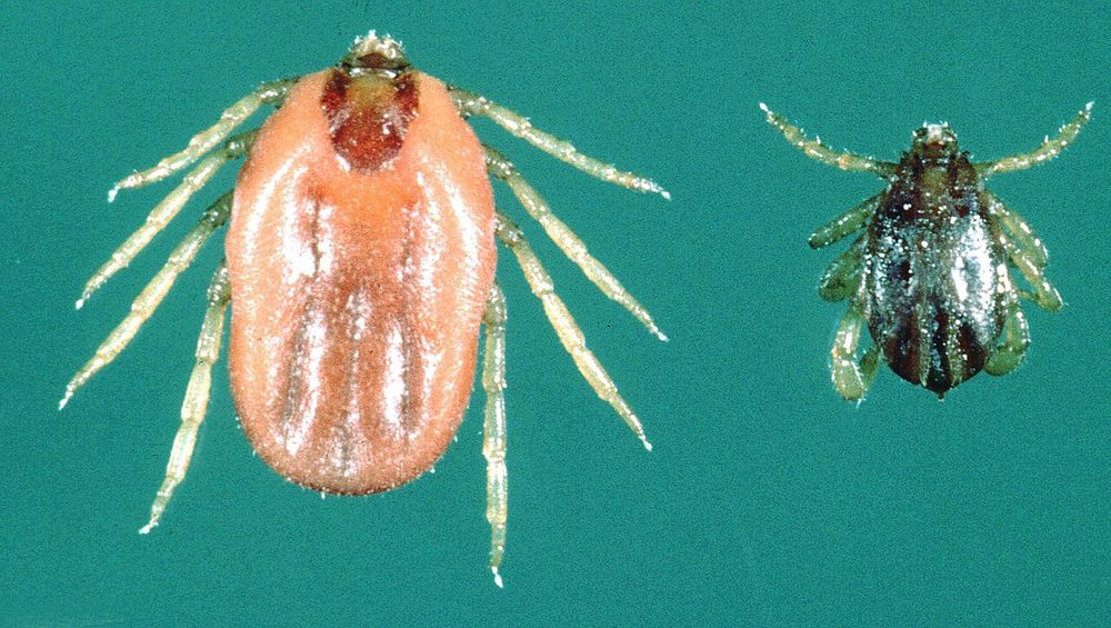 Ve bò nhiệt đới Rhipicephalus microplus: con cái (trái) và con đực (phải).