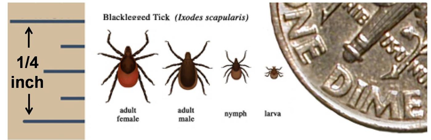 Các giai đoạn của ve chân đen Ixodes scapularis: con cái, con đực, ve non (nymph), ấu trùng