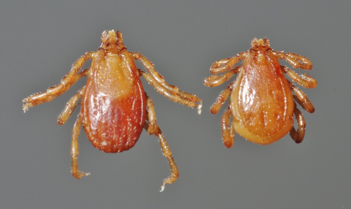 Ve chó nâu (Rhipicephalus sanguineus) cái và đực