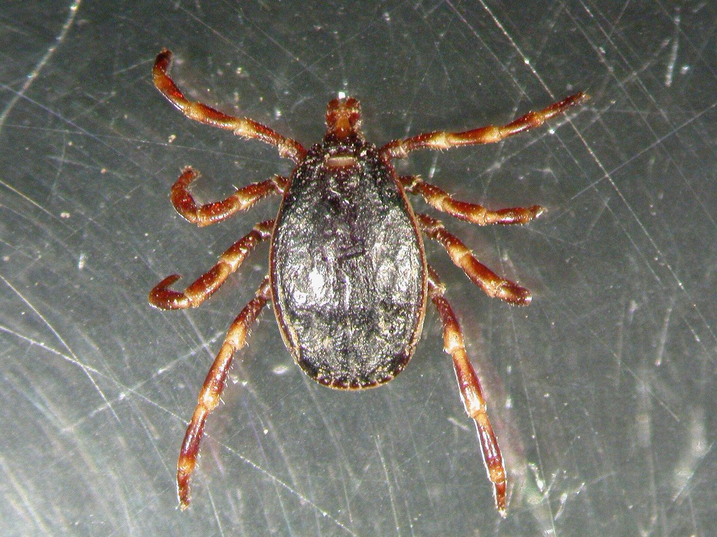 Ve đực Hyalomma marginatum