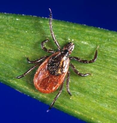 Ve cứng Ixodes scapularis (blacklegged tick)