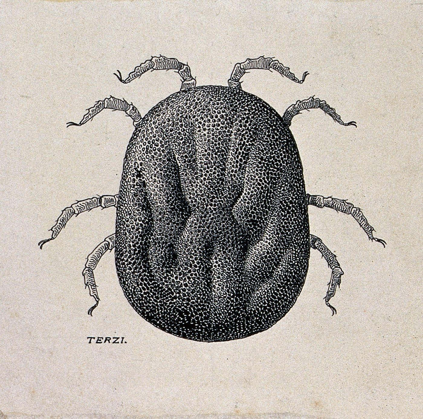Ve mềm Ornithodoros moubata (hình vẽ A.J.E. Terzi, khoảng 1919)