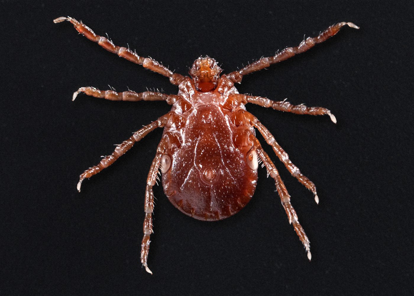 Ve cái Haemaphysalis longicornis (ve sừng dài châu Á)