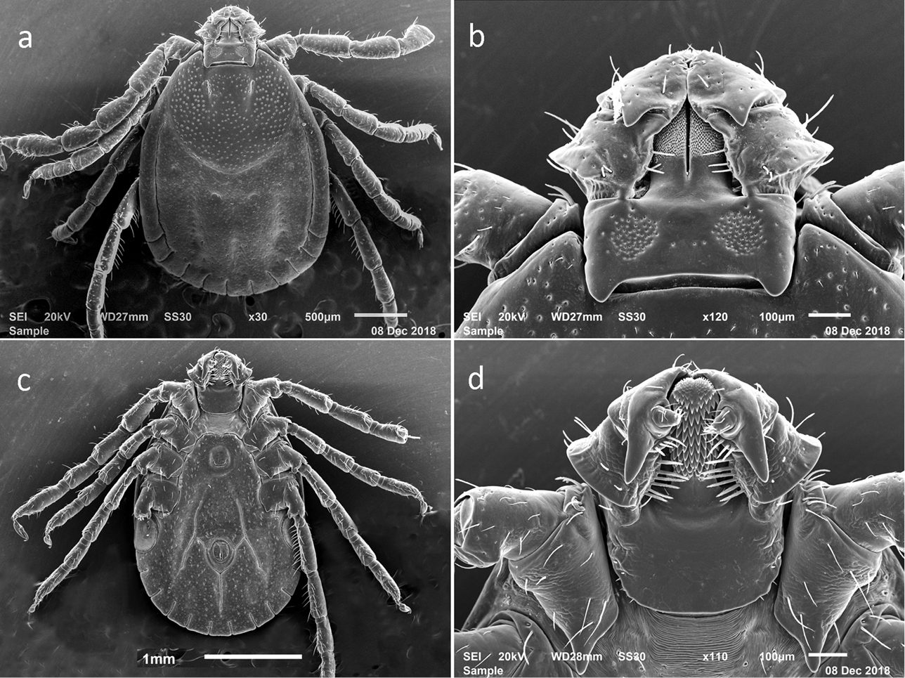 Ảnh hiển vi điện tử quét ve cái H. longicornis từ đàn nuôi gốc đảo Jeju (Hàn Quốc): mặt lưng, đầu giả, mặt bụng